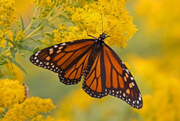 butterfly on a yellow flower