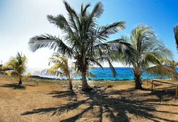 Fototapeta na wymiar Group of palm trees and shadows of them on the Caribbean coast