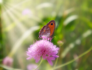 Butterfly of the species Titonia, scientific name Pyronia tithonus.