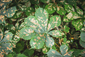  large chestnut leaf has typical traces of the leaf miner moth