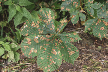  large chestnut leaf has typical traces of the leaf miner moth