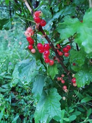 The red color of groseilles makes you want to eat it by greed,

