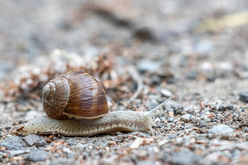  Roman snail crawls slowly over a sandy path