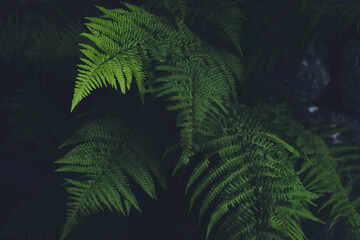 Green nature