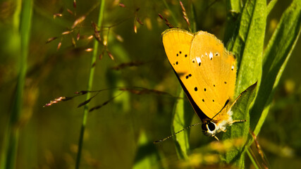 Żółty motyl