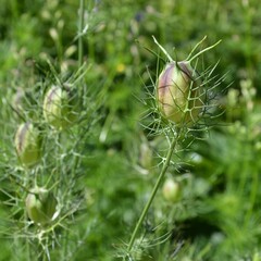 Knospen der Jungfer im Grünen - Nigella damascena
