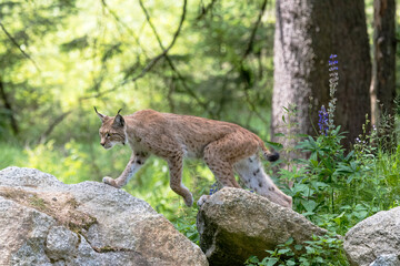 Luchs