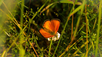 Pomarańczowy motyl