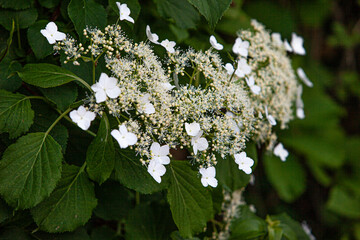  white treelike hydrangea flowers and leavs close up