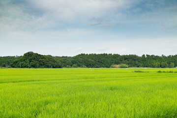 日本の初夏の田園風景　千葉県多古町