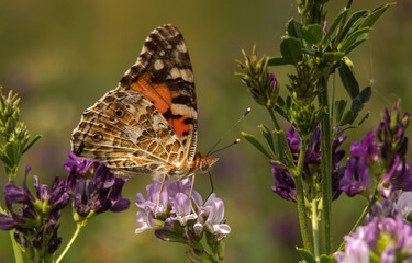 owad motyl w kwiatach