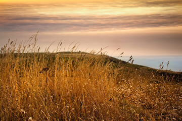 The Golden Countryside of Guernsey, UK