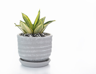 Snake plant or Sanseviera laurentii plant in clay pot isolated on white background