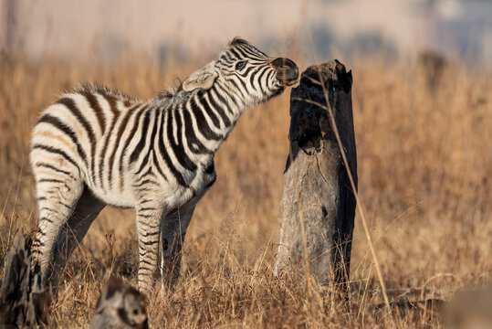 Horizontal colour image of a young baby Burchells Zebra foal (Equus quagga burchelli)  rubbing against a dead tree stump while smelling the air and smiling.