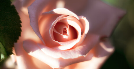 pink rose on a dark background