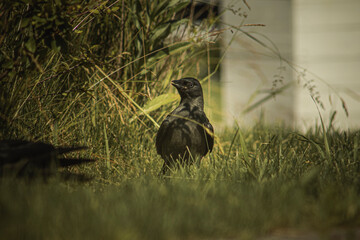 crow on the grass