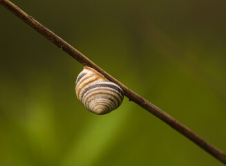 zwierzęta ślimak spirala na przekątnej © Robert Borek