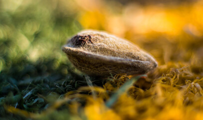 snail on the grass