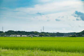 Fototapeta na wymiar 日本の初夏の田園風景　千葉県多古町