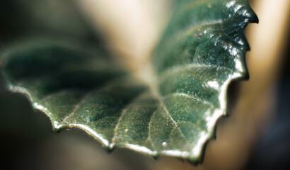 leaf with dew