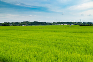 日本の初夏の田園風景　千葉県多古町