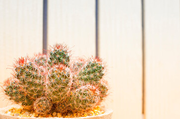 Unique spiky cactus plant species