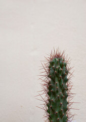 Species of unique spiky cactus plants on a white background