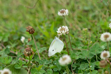 Obraz premium シロツメクサとモンシロチョウ 千葉県多古町 日本
