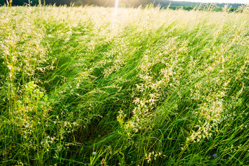 Summer green meadow with juicy grass, tall grass, pasture. Bright sun.