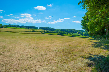 Grassy fields and trees with lush green foliage in green rolling hills below a blue sky in sunlight in summer