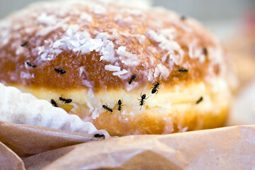 Ants at home eating a donut