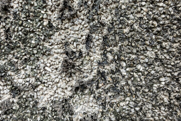 old mildewed cement wall