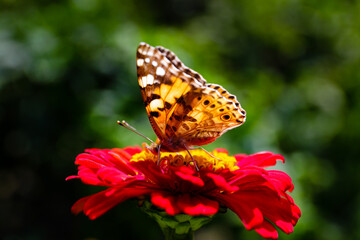 Pollination of beautiful summer flowers 