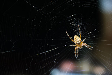 Yellow spider on web with black background 