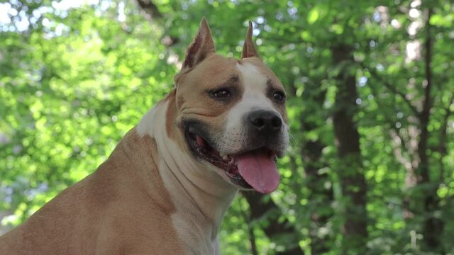 dog breed american staffordshire terrier in nature