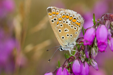 Mariposa ícaro ( Polyommatus icarus), posada sobre la flor de color lila. 