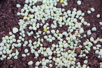 Green different shape chemical fertilizer granules on the ground.