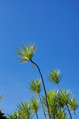 Fototapeta premium Needle-like vegetation in the city
