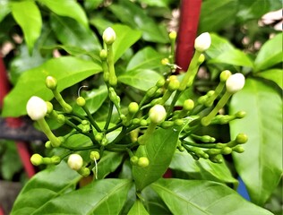 Jasmine Buds with mesmerizing texture and good looks