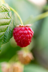 Soft focus ripe raspberry hanging on plant