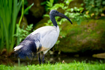 Black-headed ibis in natural habitat (Threskiornis melanocephalus)