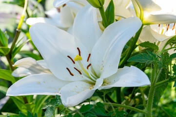 Summer blossom of white lily flowers, symbol of purity for Roman Catholics