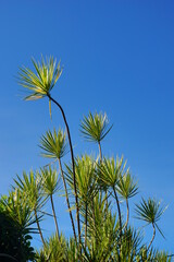 Needle-like vegetation in the city