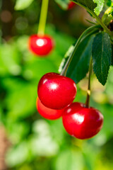 New harvest of red ripe sour kriek cherry