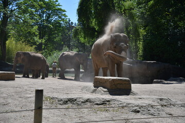 Elefant im Tierpark Hagenbeck