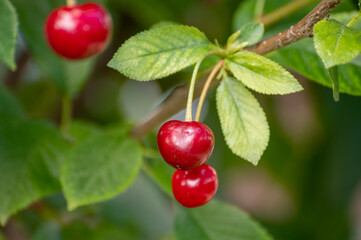 New harvest of red ripe sour kriek cherry