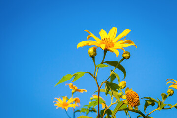 Beautiful yellow of Mexican sunflower field on hill at viewpoint with blue sky in background, Doi Mae U Kho, Khun Yuam, Mae Hong Son province, Thailand