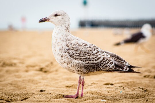Young brown seagull standing on a beach in Callais, France