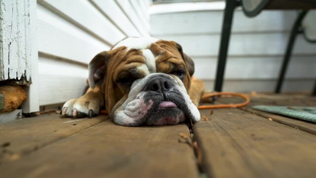 Closeup of sleepy English bulldog, adorable dog laying down