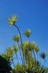 Needle-like vegetation in the city